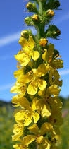 Ormus Minerals Bach Flower AGRIMONY