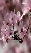 Ormus Minerals Cherry Plum Imorinted ORMUS