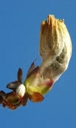 Ormus Miinerals Flower Chestnut Bud Imprinted ORMUSl