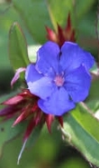 Ormus Minerals Cerato Flower Imprinted ORMUS