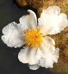 Ormus Minerals Flower ROCK WATER Imprinted ORMUS