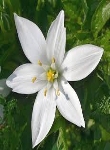 Ormus Minerals Flower STAR OF BETHLEHEM Imprinted ORMUS