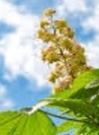 Ormus Minerals Flower SWEET CHESTNUT Imprinted ORMUS