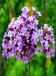 Ormus Minerals Flower VERVAIN Imprinted ORMUS