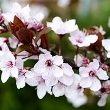 Ormus Minerals Beech Flower Ormus Minerals Beech Flower
