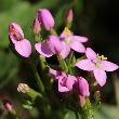 Ormus Minerals Centaury Flower and Thyme EO