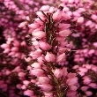 Ormus Minerals Bach Flower HEATHER