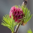 Ormus Minerals Bach Flower LARCH Ormus Minerals Bach Flower LARCH