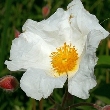Ormis Minerals Bach Flower ROCK ROSE
