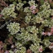 Ormus Minerals Bach Flower Scleranthus Ormus Minerals Bach Flower Scleranthus