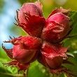Ormus Minerals Flower WALNUT