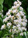 Ormus Minerals Flower WHITE CHESTNUT Imorinted ORMUS