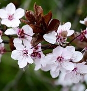 Ormus Minerals Beech Flower Imprinted ORMUS
