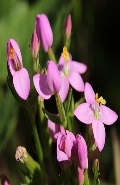 Ormus Minerals CENTAURY Flower Essence Imprinted ORMUS