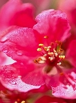 Ormus Minerals Crab Apple Flower Imprinted ORMUS