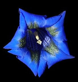 Ormus Minerals Flower Gentian Imprinted ORMUS