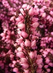 Ormus Minerals Flower Heather Imprinted ORMUS