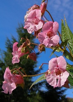 Ormus Minerals Flower Impatiens Imprinted ORMUS