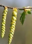 Ormus Minerals Flower Hornbeam Imprinted ORMUS