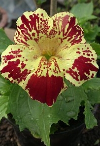 Ormus Minerals Flower MIMULUS Imprinted ORMUS