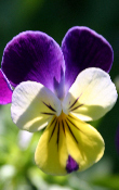Ormus Minerals Effective Microbes Plant Microflora flowering plants