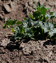 Ormus Minerals -Effective Microbes Plant Microflora soil