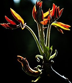 Ormus Minerals Flower WALNUT Imprinted ORMUS