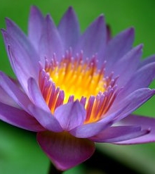 Ormus Minerals Flower WATER VIOLET Imprinted ORMUS
