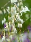 Ormus Minerals Flower WILD OAT Imprinted ORMUS