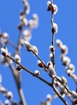Ormus Minerals Flower WILLOW Imprinted ORMUS Ormus Minerals Flower WILLOW Imprinted ORMUS
